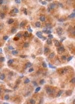 CHGB / Chromogranin B Antibody (aa641-655)