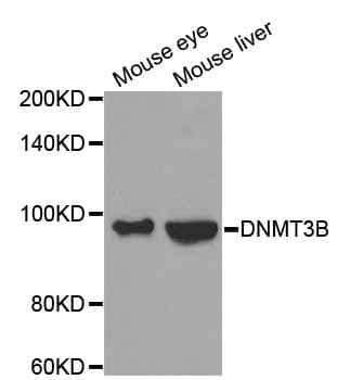 DNMT3B Antibody