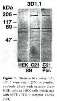 Monoclonal Mouse anti-Human PTHR / PTHR1 Antibody (clone 3D1.1, IHC, WB)
