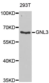 GNL3 / NS / Nucleostemin Antibody