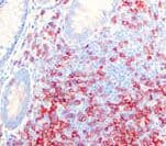 CD3E Antibody (clone RBT CD3e)