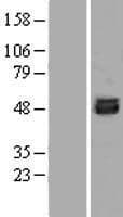 RAMA1 / SKA3 Protein (Over-Expression Lysate Myc-DDK (Flag))