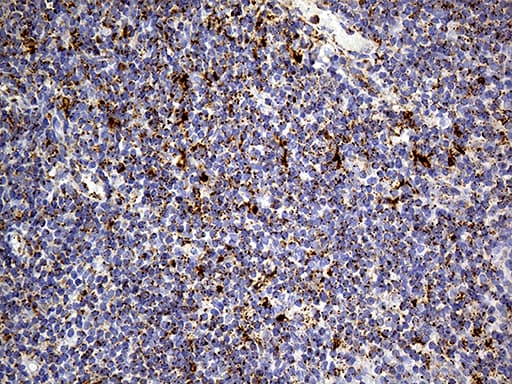 LAMP1 / CD107a Antibody (aa29-382, clone OTI8B1)