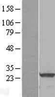 RALA / RAL Protein (Over-Expression Lysate Myc-DDK (Flag))