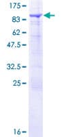 Human SNX33 Protein (Recombinant GST)