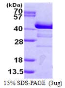 Human SH3GL2 Protein (Recombinant His)