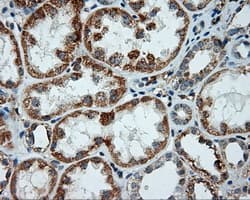 LIPG / Endothelial Lipase Antibody (clone OTI2E12, Carrier-free)