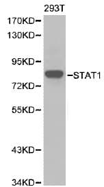 STAT1 Antibody
