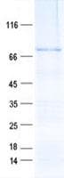 Human ZNF225 Protein (Recombinant His, N-Terminal)