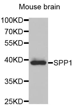 SPP1 / Osteopontin Antibody