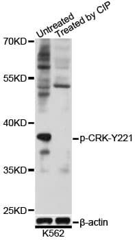 CRK Antibody (phospho-Tyr221)