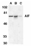 IHC-plus™ AIFM1 / AIF / PDCD8 Antibody