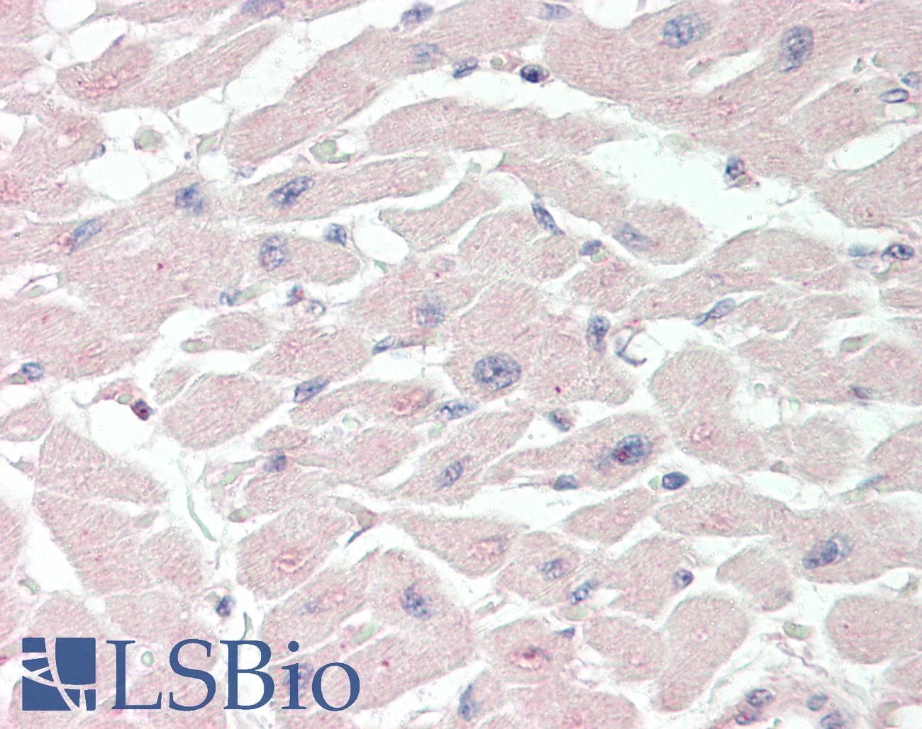VGF Antibody (aa398-447)