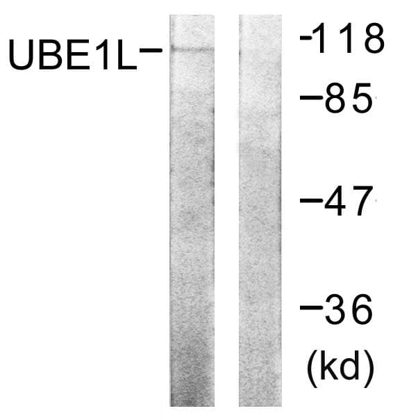 Polyclonal Rabbit anti-Human UBE1L / UBA7 Antibody (IHC, WB)