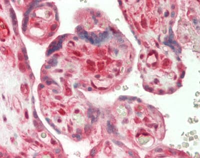IHC-plus™ Polyclonal Rabbit anti-Human EEA1 Antibody (N-Terminus, IHC, WB)