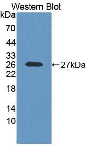 RNASE10 Antibody (aa27-216)