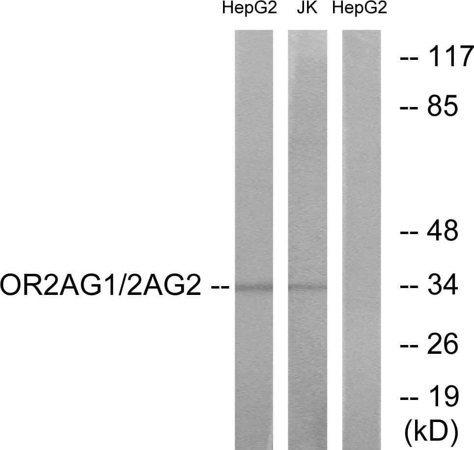 OR2AG1 + OR2AG2 Antibody (Internal)