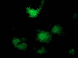 PNMT Antibody (clone OTI1E8, Carrier-free)