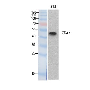 CD47 Antibody