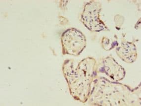 RERG Antibody (aa1-199, FITC)