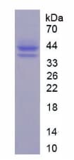 Mouse GAD1 / GAD67 Protein (Recombinant His-GST)