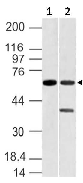 VANGL1 Antibody (aa148-400)