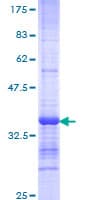 Human CDH23 / Cadherin 23 Protein (Recombinant GST, N-terminus)
