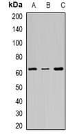 FANCC Antibody