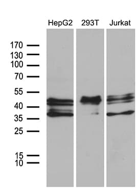 E2F5 Antibody (clone OTI1G9, Carrier-free)