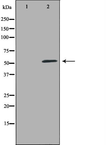 VIPR1 Antibody