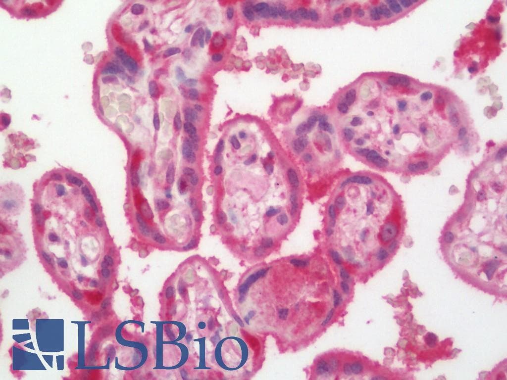 IHC-plus™ SHBG Antibody