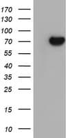 SCFD1 / SLY1 Antibody (clone OTI2E7)