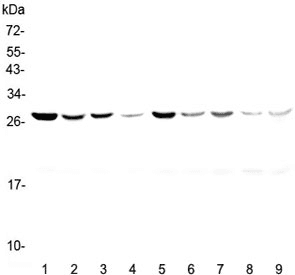 YWHAZ / 14-3-3 Zeta Antibody