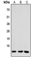 CCL26 / Eotaxin 3 Antibody (Internal)