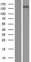Human ATP2B3 / PMCA3 Protein (Over-Expression Lysate Myc-DDK (Flag))