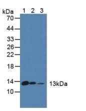 DDT / Dopamine Tautomerase Antibody (aa2-118, FITC)