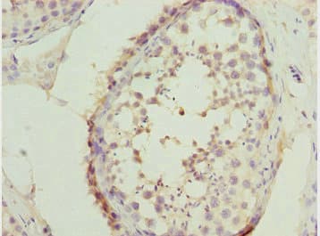 SYCE1 Antibody