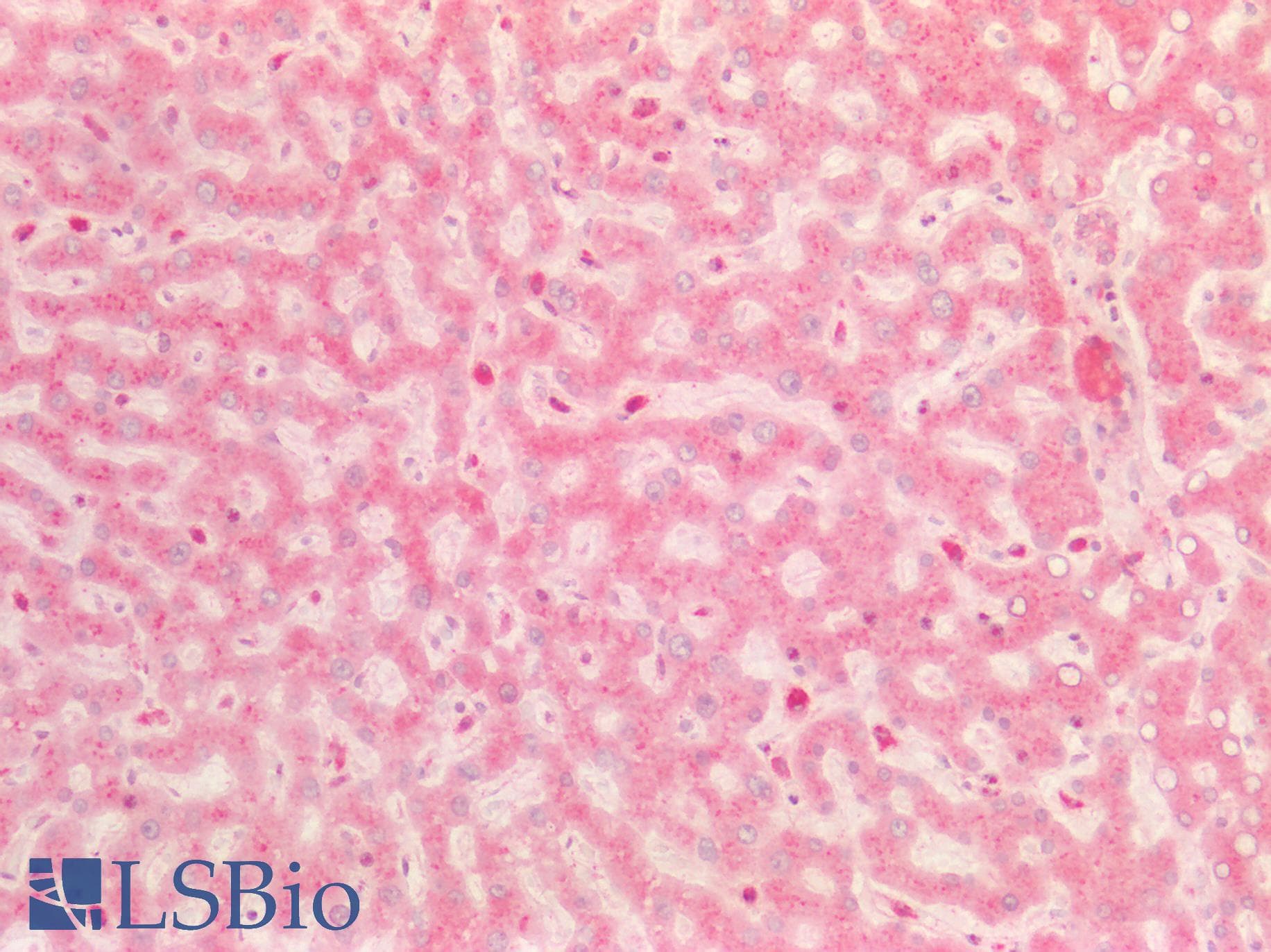 IHC-plus™ BMP8B Antibody (aa253-302)