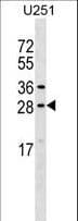 OSTF1 / OSF Antibody (aa10-37)