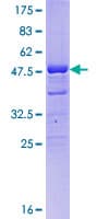 Human DMRTB1 Protein (Recombinant GST)