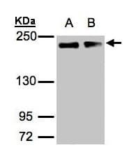 GOLGA3 Antibody (aa1436-1498)