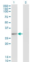 Monoclonal Mouse anti-Human CLIC2 Antibody (clone 2C1, WB)