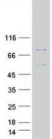Human IKBKE / IKKI / IKKE Protein (Recombinant Myc-DDK (Flag))