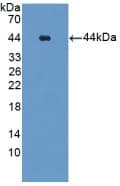 GLUL / Glutamine Synthetase Antibody (aa1-373)