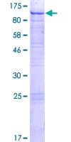 Human C1orf112 Protein (Recombinant GST)