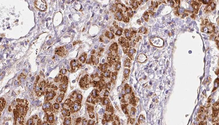 SLC9A3R1 / NHERF1 / EBP50 Antibody