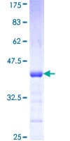 Human PCDHA7 Protein (Recombinant GST, N-terminus)