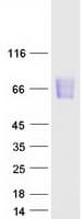 Human MAdCAM-1 Protein (Recombinant Myc-DDK (Flag))