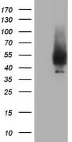 NPTN / SDR1 Antibody (clone OTI1E5)