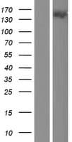 KIF24 Protein (Over-Expression Lysate Myc-DDK (Flag))